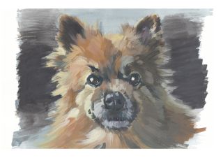 Watercolour Pet Portrait Pomeranian